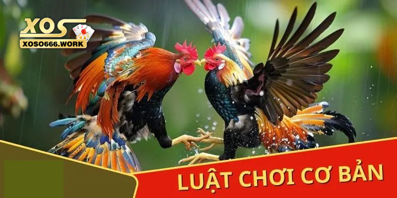 Luật chơi đá gà chung được áp dụng ở nhiều sới