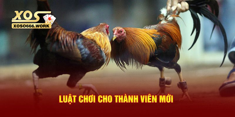 Vì sao cần nắm rõ luật chơi đá gà